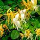 Жимолость японская Галиана. (Lonicera japonica Halliana) С3, 3-летка CS2441 фото 3