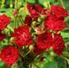 Роза &laquo;Ред Каскад&raquo; (Red Cascade). Почвопокровная в горшке объемом 4 л  V50800 фото 3