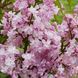 Сирень обыкновенная Жемчужина. (Syringa vulgaris Zhemchuzhina) С3 CS2944 фото 1