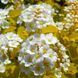 Спирея Вангутта Голд Фонтейн (Spiraea &times; vanhouttei Gold Fountain) декоративный куст в горшке C3 V10408 фото 2