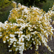 Спирея Вангутта Голд Фонтейн (Spiraea &times; vanhouttei Gold Fountain) декоративный куст в горшке C3 V10408 фото 4