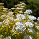 Спирея Вангутта Голд Фонтейн (Spiraea &times; vanhouttei Gold Fountain) декоративный куст в горшке C3 V10408 фото 3