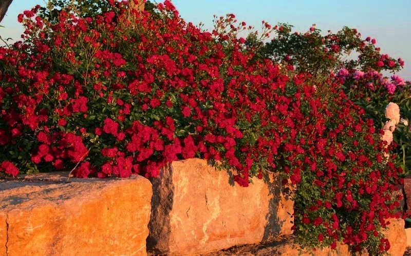 Роза &laquo;Ред Каскад&raquo; (Red Cascade). Почвопокровная в горшке объемом 4 л