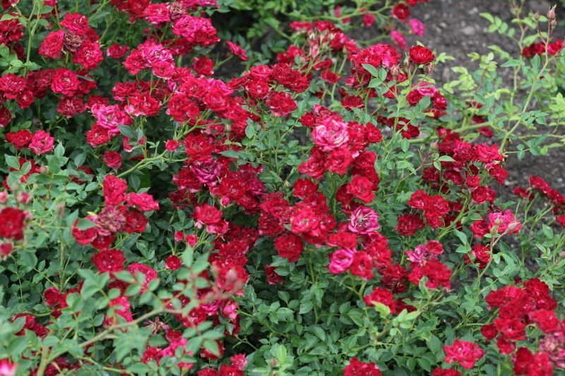 Роза &laquo;Ред Каскад&raquo; (Red Cascade). Почвопокровная в горшке объемом 4 л