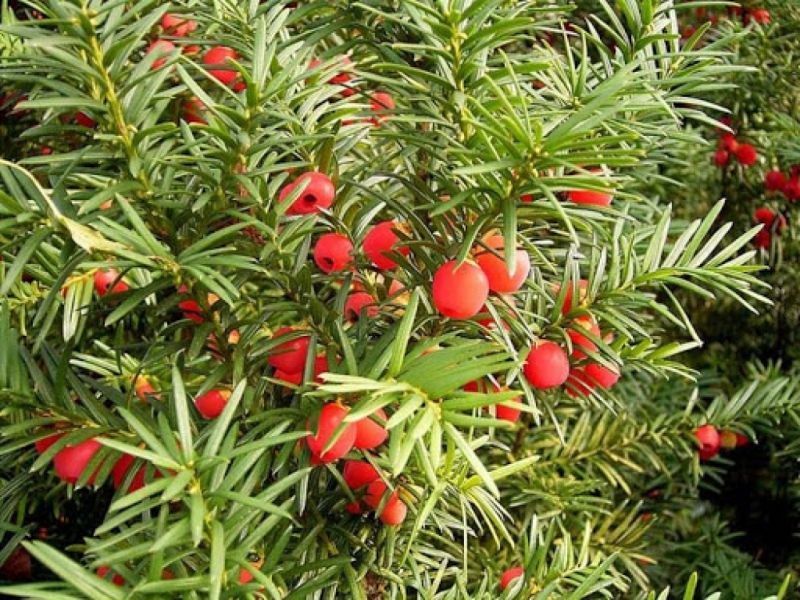 Тис средний Хикси (Taxus media Hicksii) (высота 60&ndash;80 см, горшок 5 л) CS2391 фото