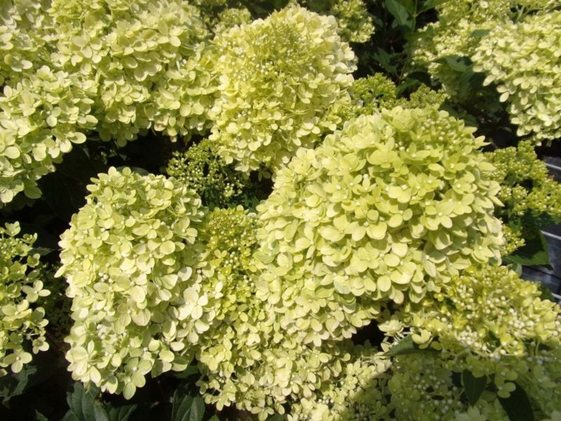 Гортензия метельчатая Коттон Крем. (Hydrangea paniculata Living Cotton Cream) С3 CS2694 фото