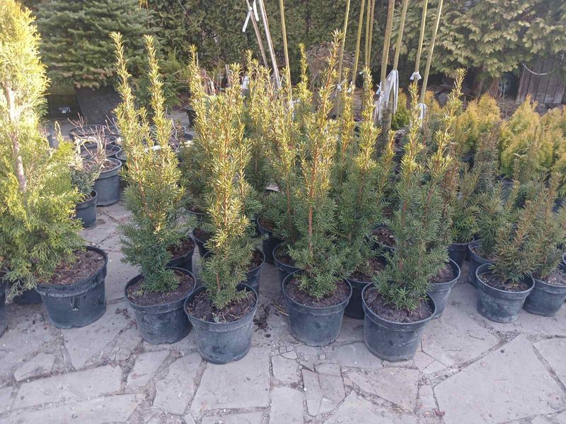 Тис средний Хикси (Taxus media Hicksii) (высота 60&ndash;80 см, горшок 5 л) CS2391 фото