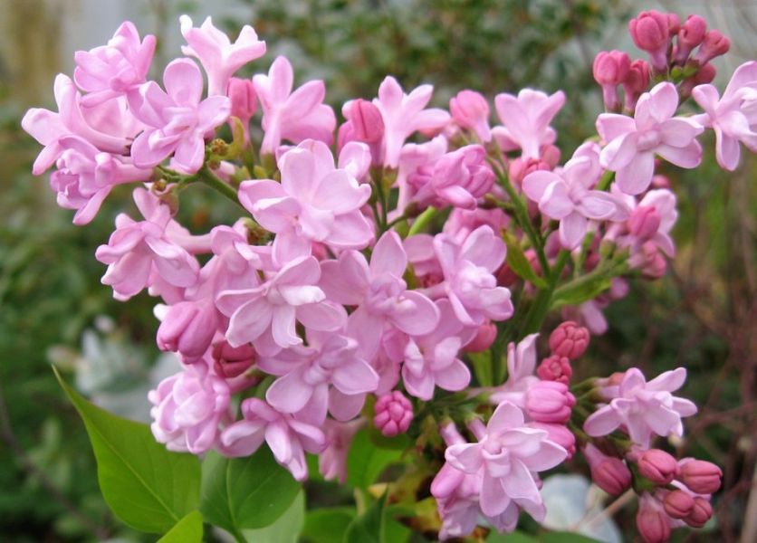 Сирень обыкновенная Жемчужина. (Syringa vulgaris Zhemchuzhina) С3 CS2944 фото