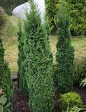 Туя західна Бробекс Тауер. (Thuja occidentalis Brobeck's Tower) С5 висота 80-90см CS2427 фото