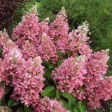 Гортензия метельчатая Pink Queen (Pink Queen) С3