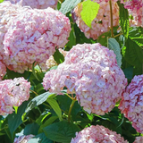 Гортензія деревовидна Мінібель. (Hydrangea arborescens Minibelle) Р9