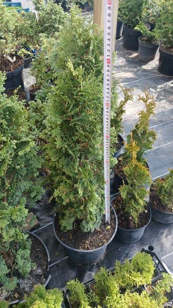 Туя западная Бробекс Тауер. (Thuja occidentalis Brobeck's Tower) С5 высота 80-90см CS2427 фото