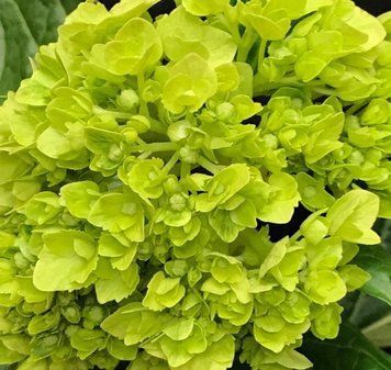 Гортензія волотиста Мохіто. (Hydrangea paniculata Mojito PBR) С10, 5-річка CS2730 фото