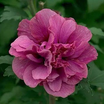 Гібіскус сирійський Дюк де Брабант. (Hibiscus syriacus Duc de Brabant) Р9 CS2630 фото