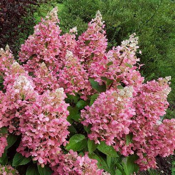 Гортензия метельчатая Pink Queen (Pink Queen) С3