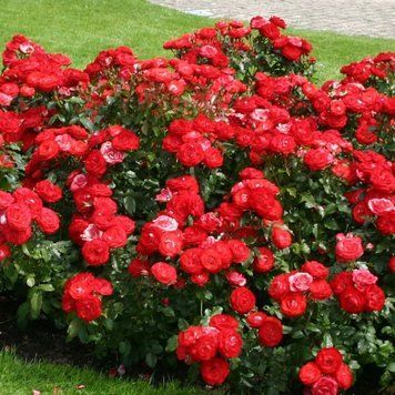 Троянда Плантен ун Бломен. (Planten un Blomen) Флорібунда CS1000 фото