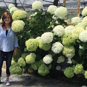 Гортензия древовидная Анабель. (Hydrangea arborescens Annabelle) P9 CS2780 фото