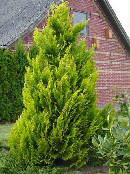 Кипарисовик Лавсона Ивонне. (Chamaecyparis Lawsoniana Ivonne) С3 CS2177 фото