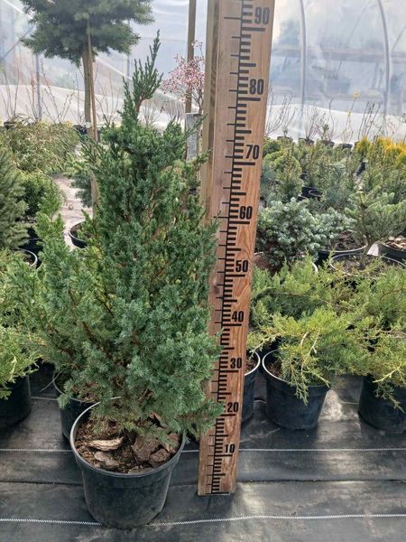 Можжевельник китайский Стрикта. (Juniperus chinensis Stricta) С7,5 CS2227 фото