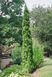 Туя западная Бробекс Тауер. (Thuja occidentalis Brobeck's Tower) С5 высота 80-90см CS2427 фото 3