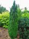 Туя западная Бробекс Тауер. (Thuja occidentalis Brobeck's Tower) С5 высота 80-90см CS2427 фото 4