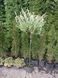 Ива цельнолистная Хакуро-Нишики на ШТАМБЕ. (Salix integra Hakuro-Nishiki) высота 80-90см 2 прививки V42813 фото 6