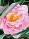 Тюльпан махровий, багатоквітковий Peach Blossom 1 цибулина V148614 фото 2