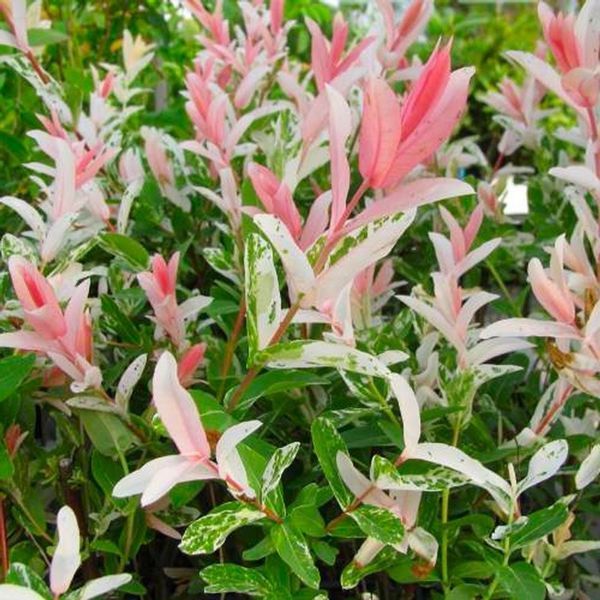 Ива цельнолистная Хакуро-Нишики на ШТАМБЕ. (Salix integra Hakuro-Nishiki) высота 80-90см 2 прививки V42813 фото
