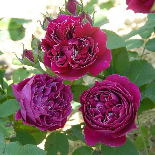 Роза Барон Гирод де Лайн. (Rose Baron Girod de L&rsquo;Ain) Старинные