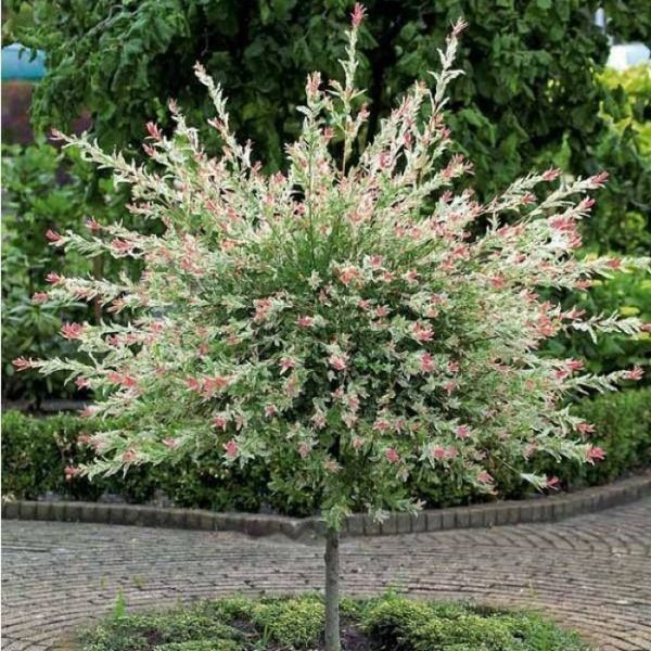 Ива цельнолистная Хакуро-Нишики на ШТАМБЕ. (Salix integra Hakuro-Nishiki) высота 80-90см 2 прививки V42813 фото