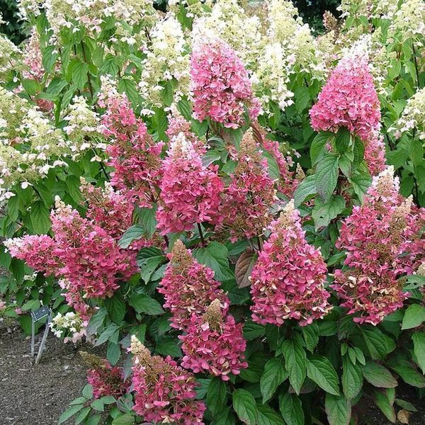 Гортензия метельчатая Pink Queen (Pink Queen) С3