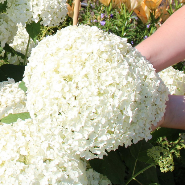 Гортензія деревоподібна Анабель. (Hydrangea arborescens Annabelle) P9 CS2780 фото