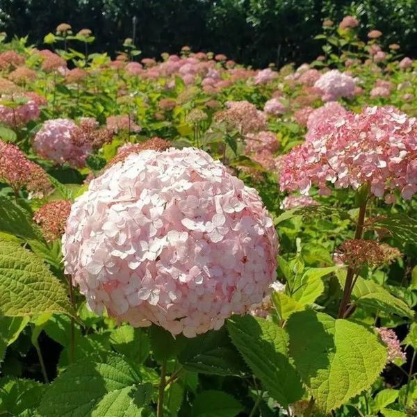 Гортензия древовидная &laquo;Минибель&raquo; (Hydrangea arborescens &lsquo;Minibelle&rsquo;) Р9