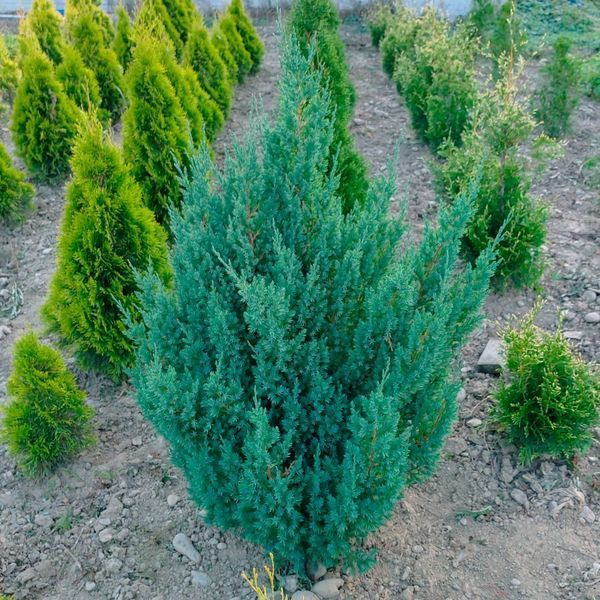 Можжевельник китайский Стрикта. (Juniperus chinensis Stricta) С7,5 CS2227 фото