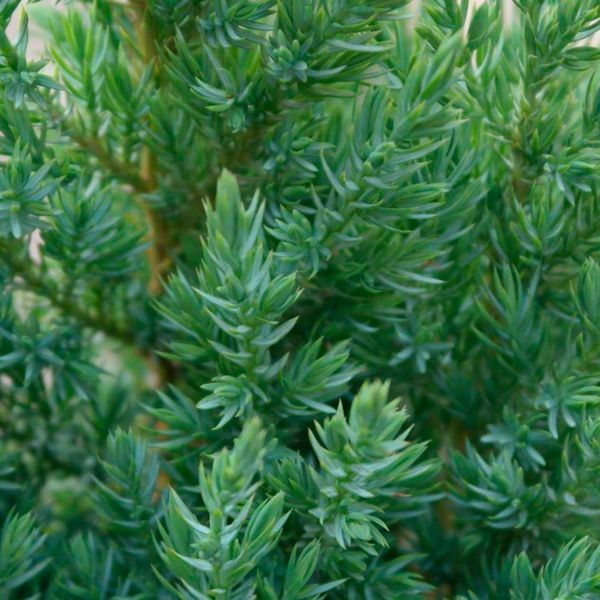 Можжевельник китайский Стрикта. (Juniperus chinensis Stricta) С7,5 CS2227 фото