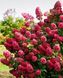 Гортензия метельчатая Вимс Ред (Wim's Red) куст в горшке 12л, 7 лет V20242 фото 2