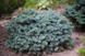 Ель колючая 'Вальдбрун'. (Picea pungens 'Waldbrunn') контейнер С2 CS2077 фото 3
