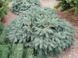 Ель колючая 'Вальдбрун'. (Picea pungens 'Waldbrunn') контейнер С2 CS2077 фото 1