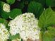 Гортензія деревоподібна Анабель. (Hydrangea arborescens Annabelle) P9 CS2780 фото 3