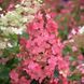 Гортензия метельчатая Pink Queen (Pink Queen) С3 V10732 фото 3