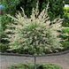 Ива цельнолистная Хакуро-Нишики на ШТАМБЕ. (Salix integra Hakuro-Nishiki) высота 80-90см 2 прививки V42813 фото 3