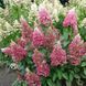 Гортензия метельчатая Pink Queen (Pink Queen) С3 V10732 фото 2