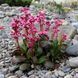 Бадан &laquo;Драгонфлай Сакура&raquo; &mdash; 1 шт. в контейнере V92187 фото 2