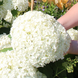 Гортензія деревоподібна Анабель. (Hydrangea arborescens Annabelle) P9 CS2780 фото 2