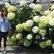 Гортензія деревоподібна Анабель. (Hydrangea arborescens Annabelle) P9 CS2780 фото 1