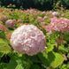 Гортензия древовидная &laquo;Минибель&raquo; (Hydrangea arborescens &lsquo;Minibelle&rsquo;) Р9 V70312 фото 2