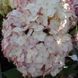 Гортензия древовидная &laquo;Минибель&raquo; (Hydrangea arborescens &lsquo;Minibelle&rsquo;) Р9 V70312 фото 3