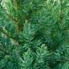 Можжевельник китайский Стрикта. (Juniperus chinensis Stricta) С7,5 CS2227 фото 3