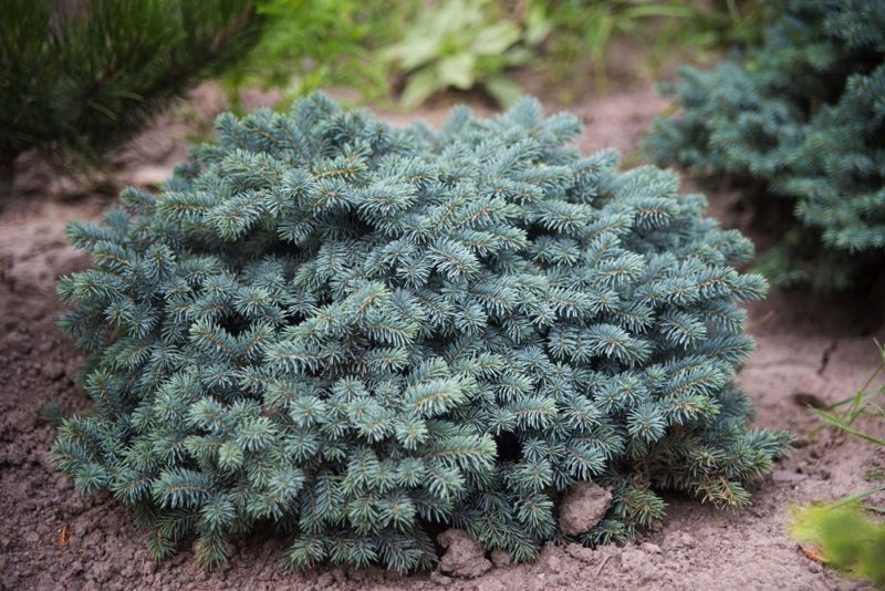 Ель колючая 'Вальдбрун'. (Picea pungens 'Waldbrunn') контейнер С2 CS2077 фото