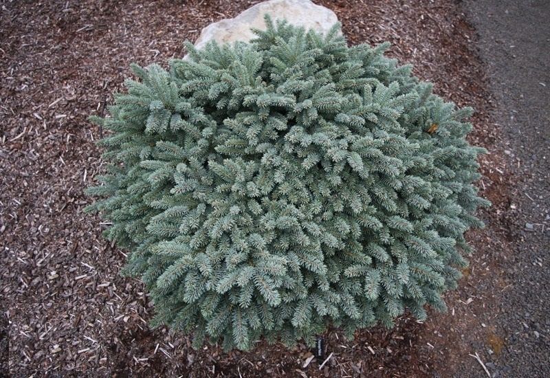 Ель колючая 'Вальдбрун'. (Picea pungens 'Waldbrunn') контейнер С2 CS2077 фото